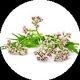 Valerian (Valeriana officinalis) is a perennial herb renowned for its soothing and calming properties.